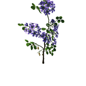 Flower  Lignum Vitea1_1